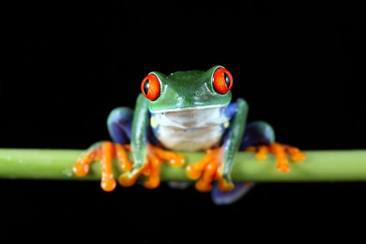 A macro shot of a Red-Eyed Tree Frog (Agalychnis callidryas) sitting along a vine against a solid black background.