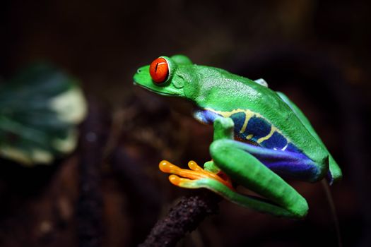 A Red-Eyed Tree Frog (Agalychnis callidryas) sitting along a vine in the jungle.