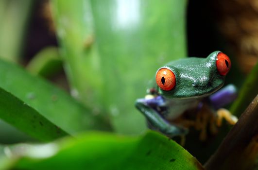 A Red-Eyed Tree Frog (Agalychnis callidryas) peeking out from a plant  in a tropical rainforest