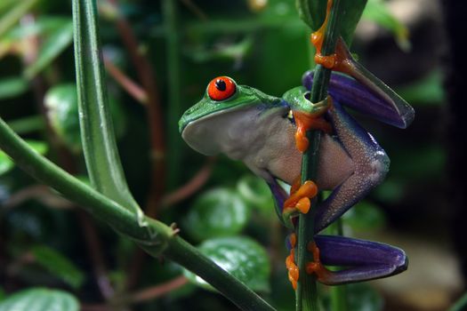 A Red-Eyed Tree Frog (Agalychnis callidryas) holding onto a plant stem in a tropical rainforest