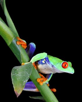 A close-up shot of a Red-Eyed Tree Frog (Agalychnis callidryas) on a bamboo plant against a solid black background.