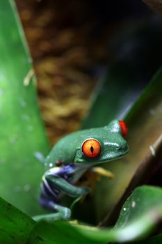 A Red-Eyed Tree Frog (Agalychnis callidryas) resting on a plant in a tropical environment