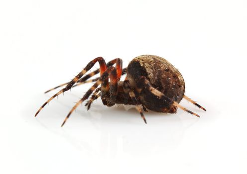 A studio macro shot of a orb weaver spider on a white background.