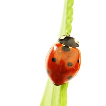 ladybug on grass isolated on white background