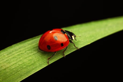 ladybug on grass isolated on white background