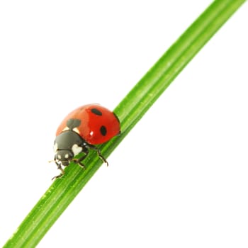 ladybug on grass isolated on white background