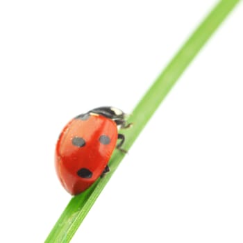 ladybug on grass isolated on white background