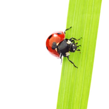 ladybug on grass isolated on white background