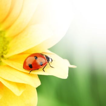 ladybug on yellow flower  macro close up