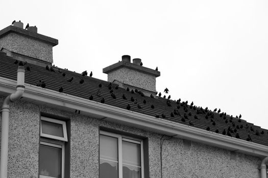 a flock of birds on the rooftop of a house in a urban area in black and white