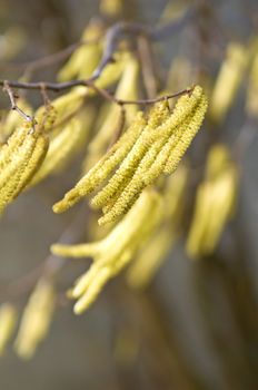 Hazelnut bloom in wind