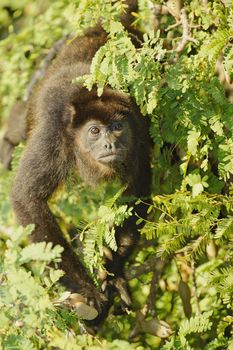 Howler Monkey in a tree at La Ensenada, Costa Rica.