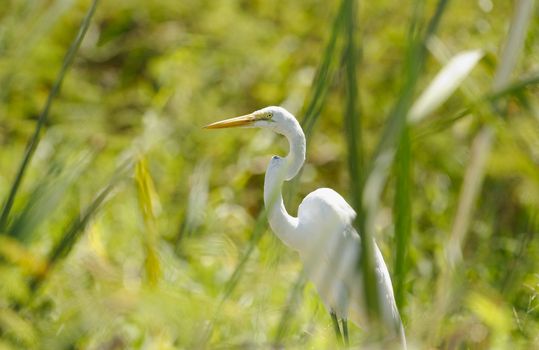 Great Egret hiding between the grass, Palo Verde National Park, Costa Rica.