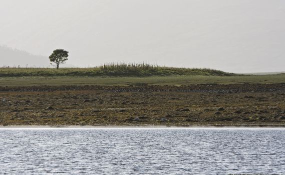 coastline with single tree in scotland