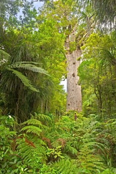 Tane Mahuta, the largest Kauri tree in the world, Waipoua Kauri Forest