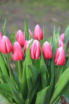 Bunch of pink tulips with bright green leaves
