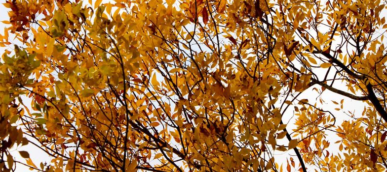 Beautiful yellow orange autumn leaves in a panoramic format