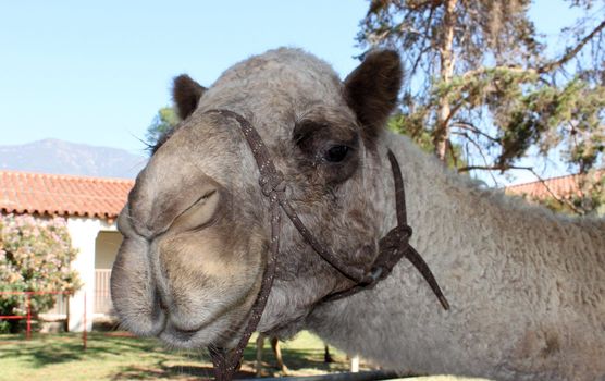 Shot of a light brown single hump camel