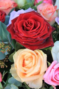 Wet orange and red roses after a rainshower