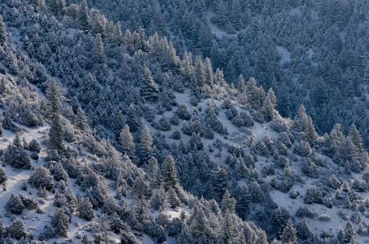 Coniferous forest in winter, Madison County, Montana, USA