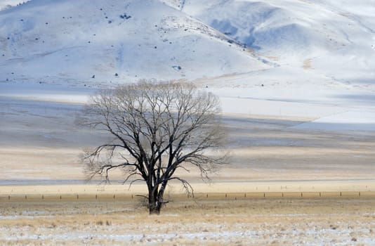 Cotonwood tree in winter, Madison County, Montana, USA