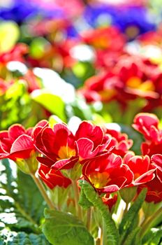 primroses with a lot of colored flowers