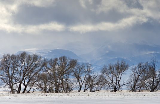 Willow trees and the Gravelly Range in winter, Madison County, Montana, USA