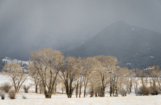 Cottonwood trees and storm clouds obscuring the Madison Mountain Range, Montana, USA