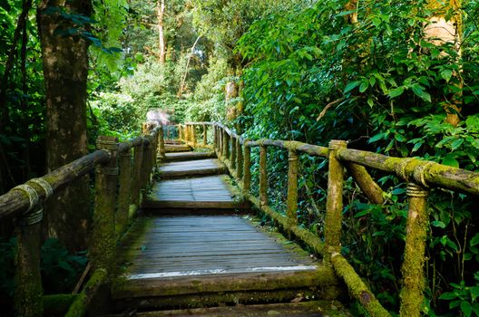 Boardwalk ladder into the jungle trail