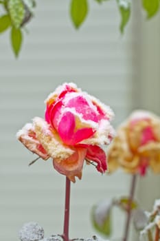 A pink rose covered by the snow