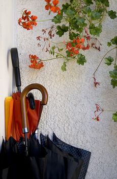 Umbrellas inside an umbrella stand