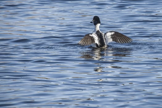 all images of the goldeneye is shot in the tista river in halden city in march 2013, the goldeneye is currently in a rut that shows up in many strange expression