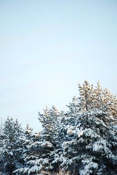 pine forest in snow