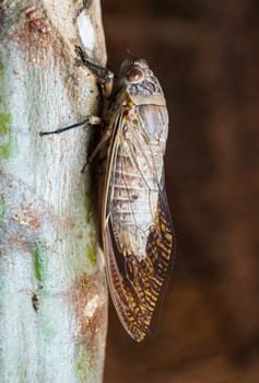 Brown cicada holding on a tree
