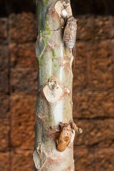 Cicada Growth, abandoned old slough on a tree