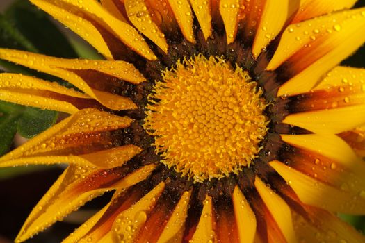 Beautiful Gazania Flower after Rain