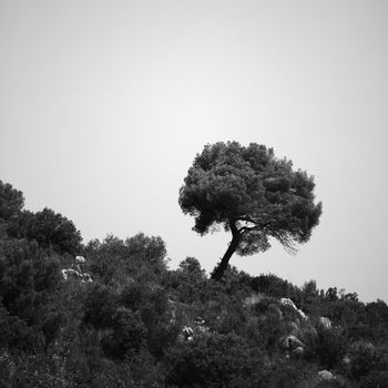 outdoor green park trees in mountains