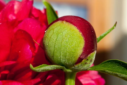 bud of peony flower