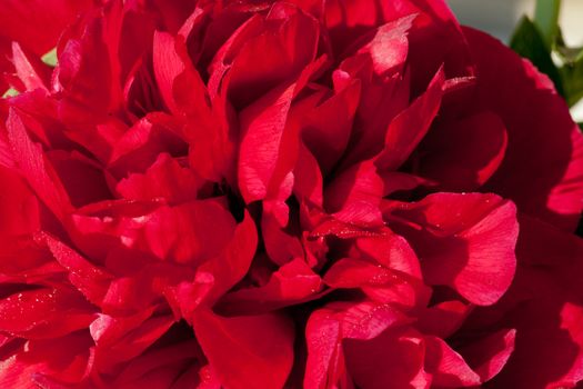  peony flower