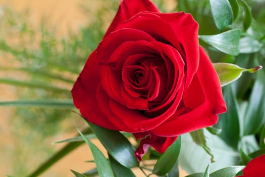 red rose close up