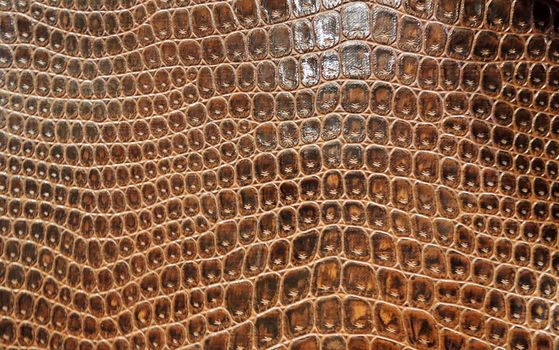 Abstract brown snake skin