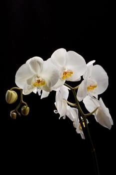 White orchid isolated on black