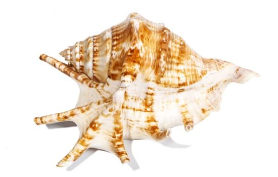 Oceanic shell isolated on white