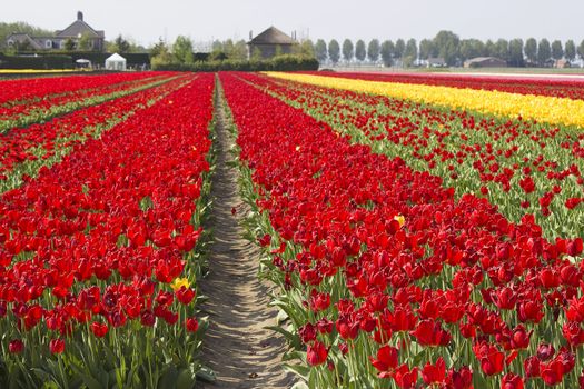 tulip field in the Netherlands