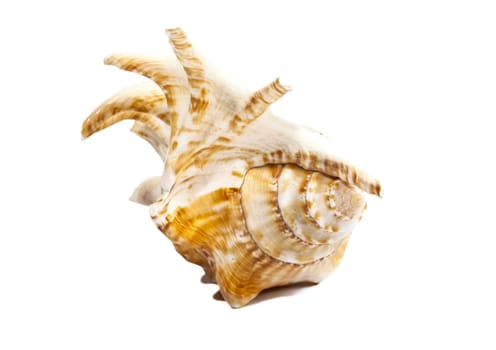 Sea shell mollusk isolated on white