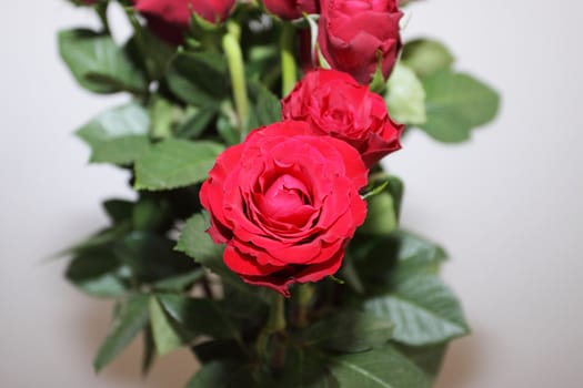 bouquet of red roses in a vase on white background