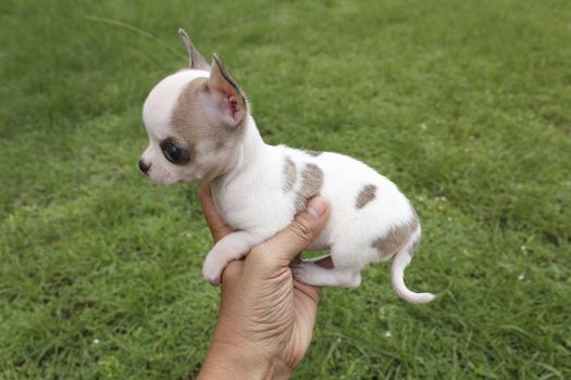 Chihuahua puppy four weeks old holding in human hand at the grass