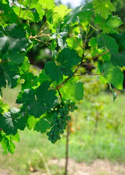 A bunch of wine grapes on the vine in the garden
