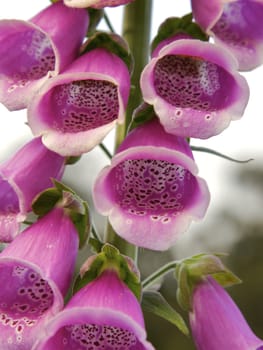 Pink fox glove flower bells in a garden, popular in English Spring