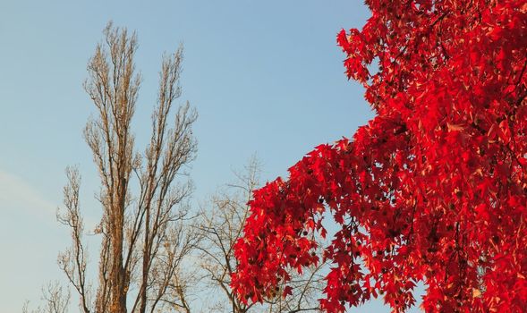 opposition: red maple with his leaves flambloyant and poplar bare in autumn